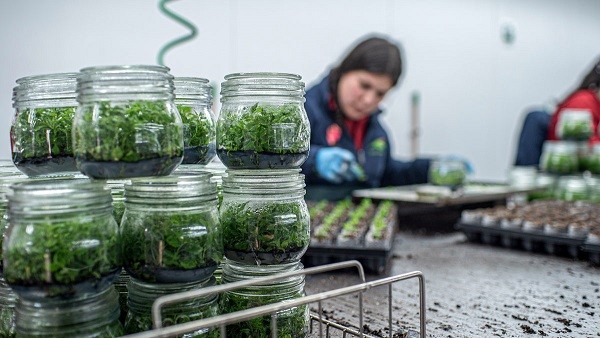 Agromillora muestra positivos resultados en la reducción completa de la jornada laboral a 40 horas semanales