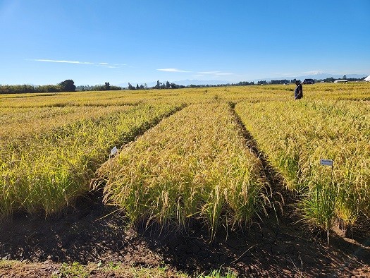 Impulsan riego en cultivos de arroz para reemplazar tradicional sistema de inundación
