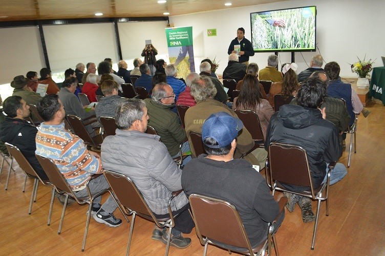 MONARKA-INIA: trigo invernal obtiene récord de rendimiento