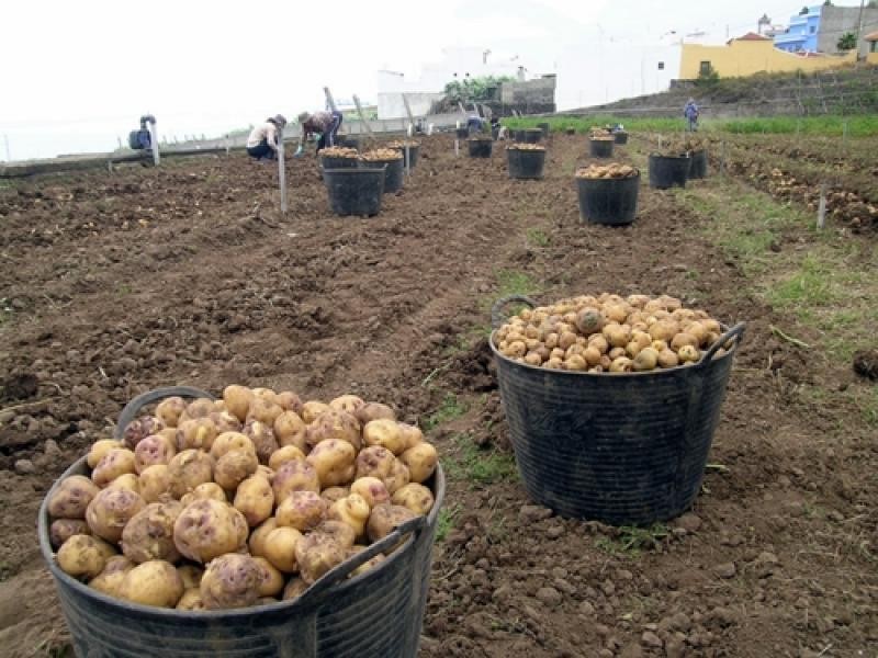 Perú: Producción nacional de papa aumentó 10.9% en volumen en febrero de 2024