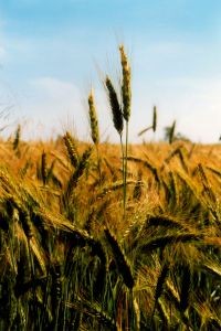 La cosecha de cereales, en la UE, crece un 3% hasta los 278,5 millones de toneladas