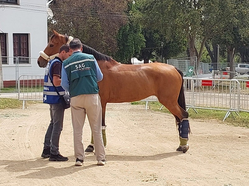 SAG confirma brote de anemia infecciosa equina en el Club Hípico