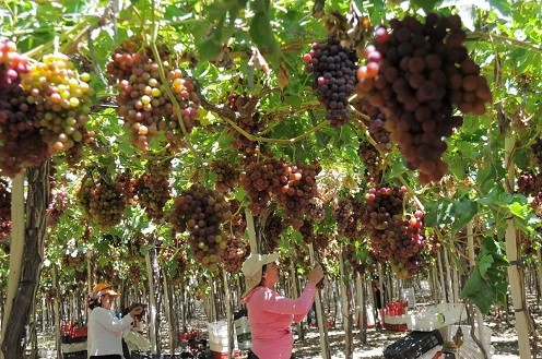 ¿Y la denominación de origen? Denuncian compra de uva en el sur para comercializar en la región