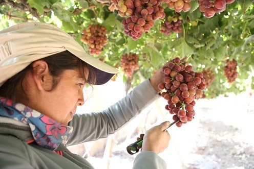 PARA LA PRODUCCIÓN DE PISCO “Daña nuestra imagen”: Pisqueros desmienten a candidato sobre compra de uva en el sur