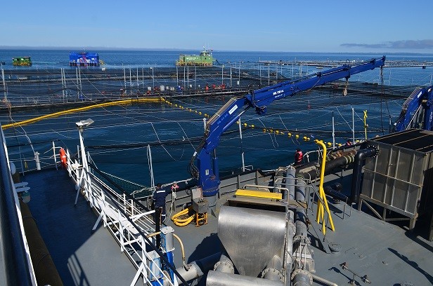Puerto Montt albergará el Summit Acuícola 2024 organizado por Corfo