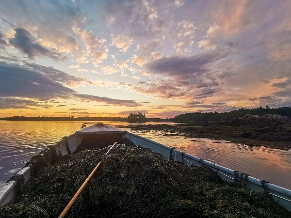 Ciencia natural que proviene del mar: conoce Ascophyllum nodosum, el alga marina que potencializa la productividad en la agricultura