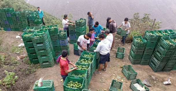 Perú: Exportaciones de palta superaron los $217 millones en el primer trimestre de 2024