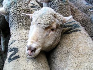 Australia anuncia que prohibirá la exportación de ovejas vivas por mar a partir de 2028