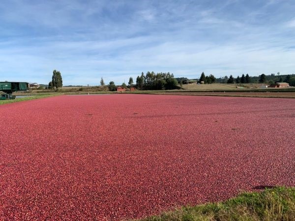 Cran Chile: La apuesta por impulsar el consumo de cranberries en Latinoamérica