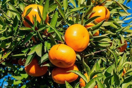 La variedad de mandarina US Early Pride inicia su expansión en Perú y Chile