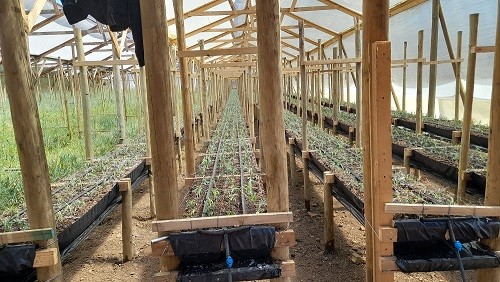 Gobierno Regional de Valparaíso e INIA lanzan proyecto de flores de corte hidropónicas en Longotoma