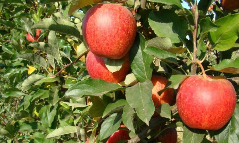 Producción chilena de manzanas caería ... conoce por qué