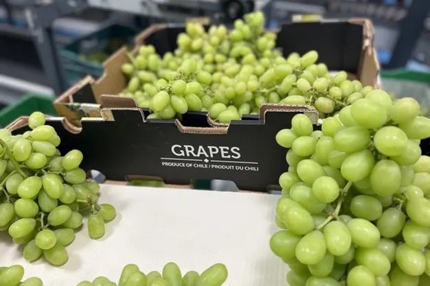 Chile concluye los envíos a Estados Unidos de sus nuevas variedades de uvas