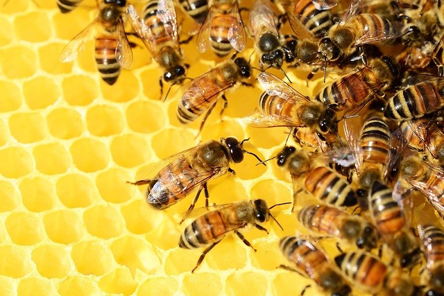 Agronomía UdeC: 15 años de investigación al servicio de la salud de las abejas