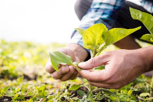 Estudio busca identificar las motivaciones que tienen los agricultores en la conservación de recursos naturales