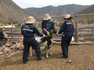 SAG ejecutará programa de desparasitación para todo el ganado caprino de la región