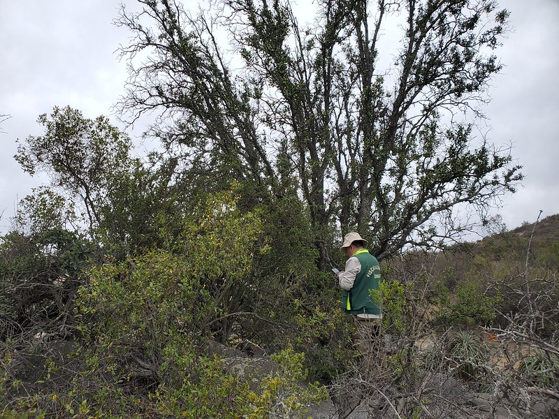 Hacienda aprueba aporte a CONAF para agilizar evaluación de proyectos ambientales