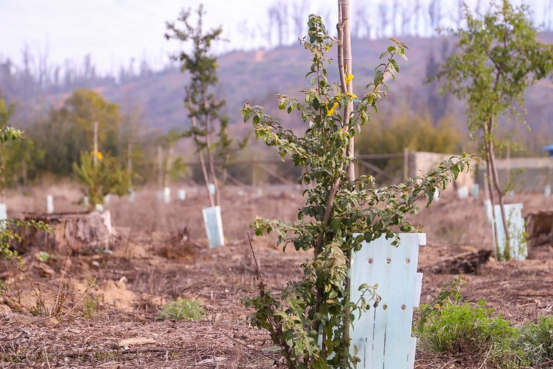 PROGRAMA SIEMBRA POR CHILE 2024 POTENCIARÁ DESARROLLO AGROFORESTAL