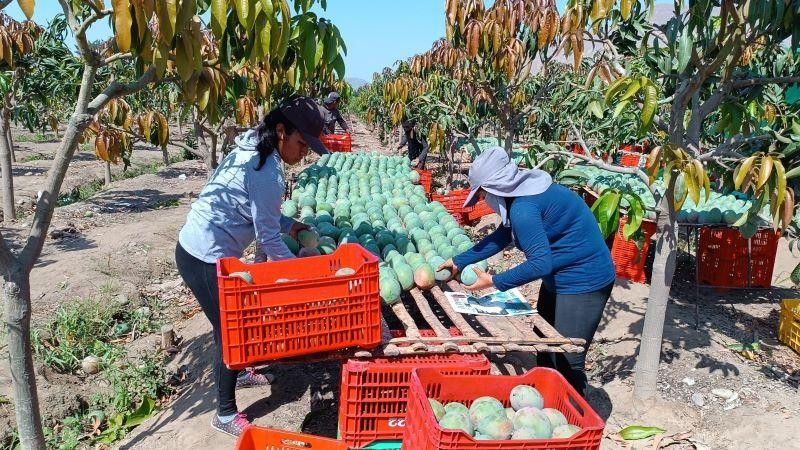 Pronosticó el asesor agrícola del SEDIR, Carlos Córdova “El 2025 será un año con mucho mango peruano”