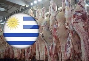 Estados Unidos destronó a China como el máximo comprador de carne vacuna uruguaya