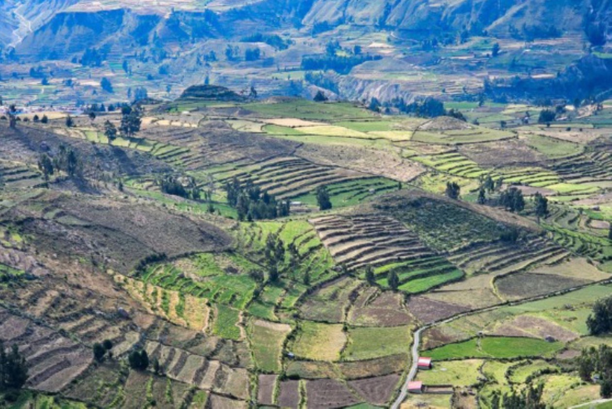 Perú exportará palta todo el año con desarrollo de proyecto Majes II