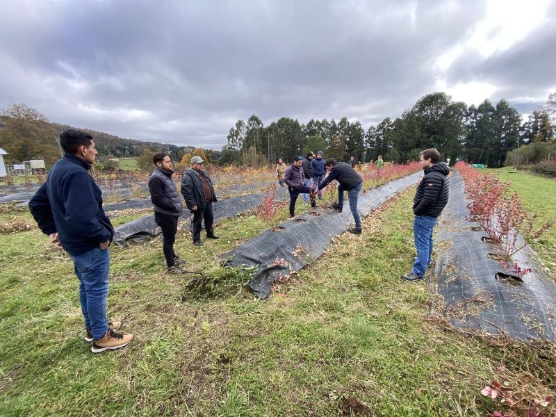 Fall Creek® da a conocer potencial de variedades de arándanos “Collection” entre productores chilenos