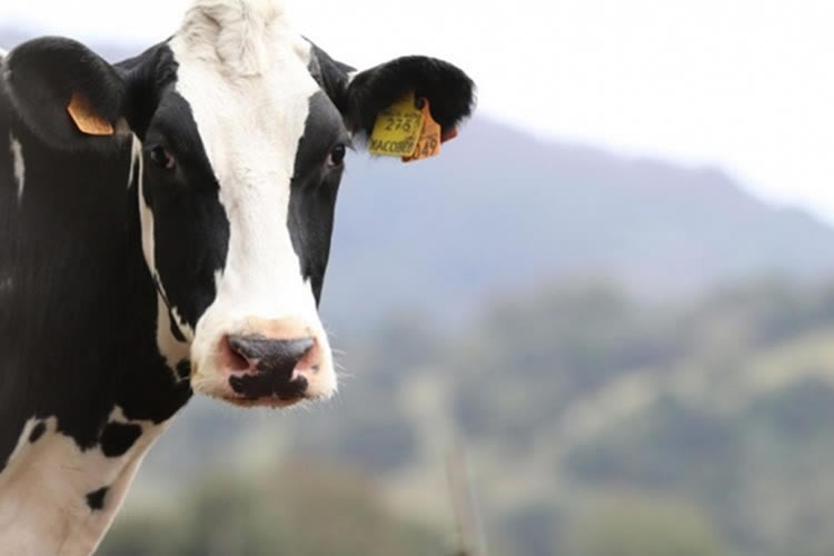 Lecheros enfrentan un año difícil, pero con alto consumo de lácteos
