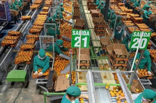 Manuel Canales, de Perú MCFruits: La temporada de mandarina de Perú 2024 comienza con buenas perspectivas