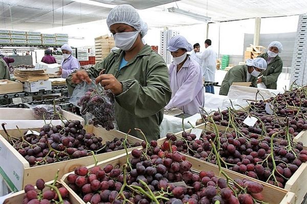 Perú es el primer exportador mundial de uva, arándano, espárrago y quinoa