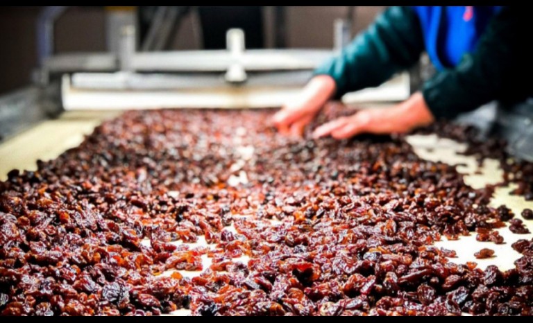 DE MONTE PATRIA Y OVALLE AL MUNDO Pasas, nueces y almendras del Limarí apetecidas en mercados internacionales
