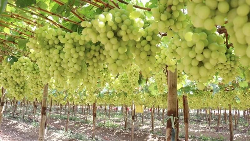 Perú: “Las uvas blancas se exportan mayoritariamente a Estados Unidos donde se pagan precios más altos por la calidad premium que en Europa”