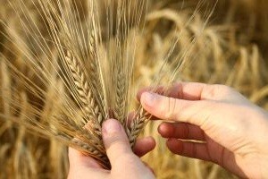Molienda de trigo de la Región del Biobío aumentó 29,1% en abril