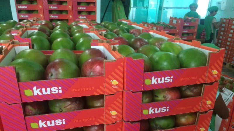 Perú: Exportaciones de mango sumaron 65 mil toneladas por US$ 188.640 en el primer trimestre de 2024