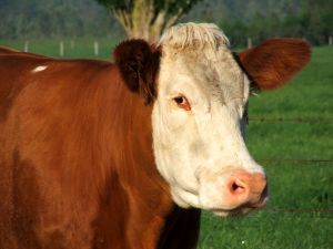 Producción de carne bovina en Ñuble creció 41% en abril