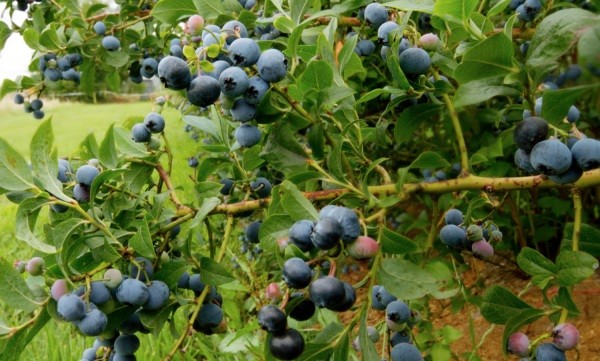 La búsqueda de la industria del arándano chileno para mejorar la calidad