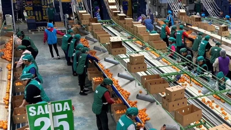 Las variedades de mandarinas tardías vendrán con los volúmenes habituales, Señala Belisario A. Chian Vásquez, gerente general de Agrihusac (Perú)