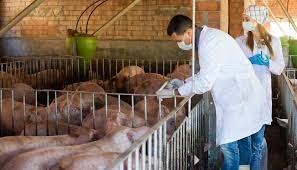 Chile será sede del primer encuentro de Bienestar Animal en América Latina