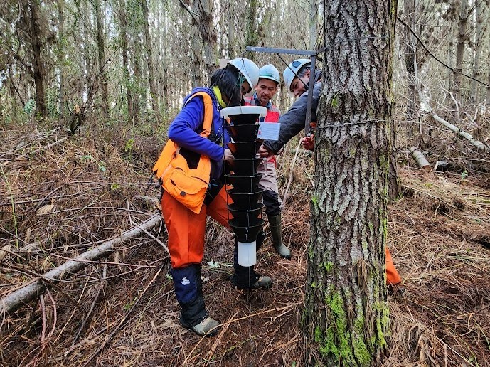 Investigadores de INIA desarrollan cebo en base a semioquímicos para controlar agresiva plaga forestal