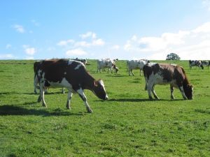 Para 2024 la FAO estima que la producción de carne crecerá en un 0,2 %