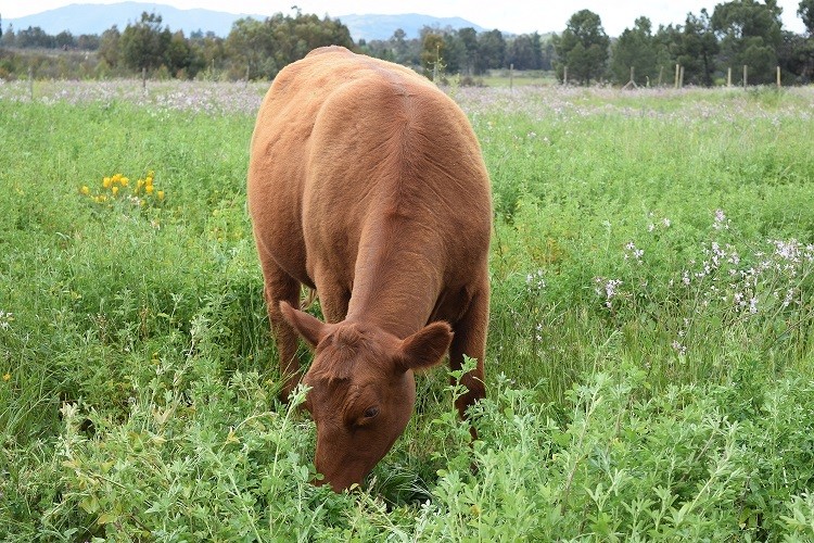 Seminario de alfalfa: conoce el imperdible programa del 25 de junio
