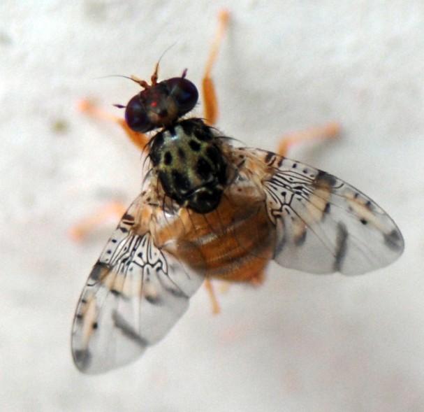 SAG intensifica despliegue operativo para proteger a Chile de la mosca de la fruta