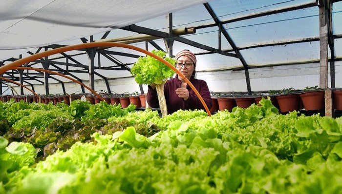 Hidroponía revoluciona la agricultura en Magallanes: se extiende desde Natales hasta el Cabo de Hornos