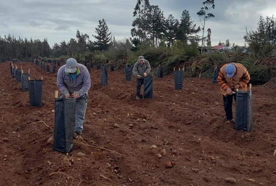 INFOR junto a Universidades realizan capacitación sobre sistemas silviculturales ecológicos para plantaciones de coihue y raulí