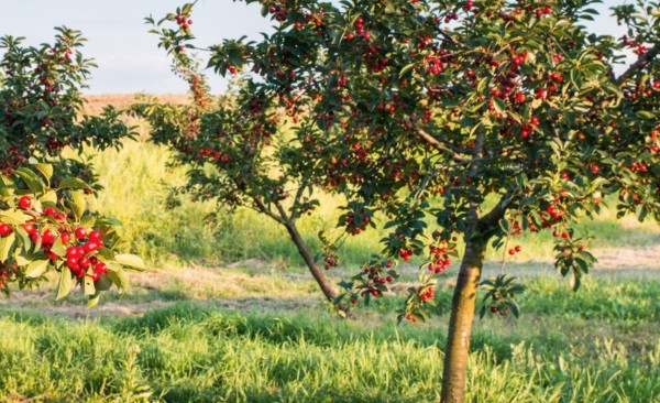 Nueva campaña de cerezas: Maersk impulsa tratamiento en frío y control de temperaturas en contenedores