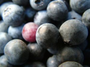 Chile: Conoce cuánto fue el volúmen de arándanos exportados de cada región productora