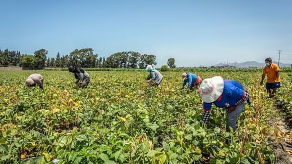 Gobierno peruano busca permitir cultivos transgénicos para fortalecer producción agrícola y reducir las importaciones