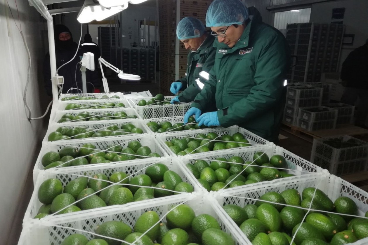Alertan que palta peruana se exporta sin madurar, lo que afectaría su reputación internacional