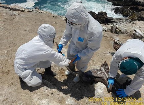 Chile y Perú avanzan en cooperación binacional para afrontar el impacto de la Influenza Aviar
