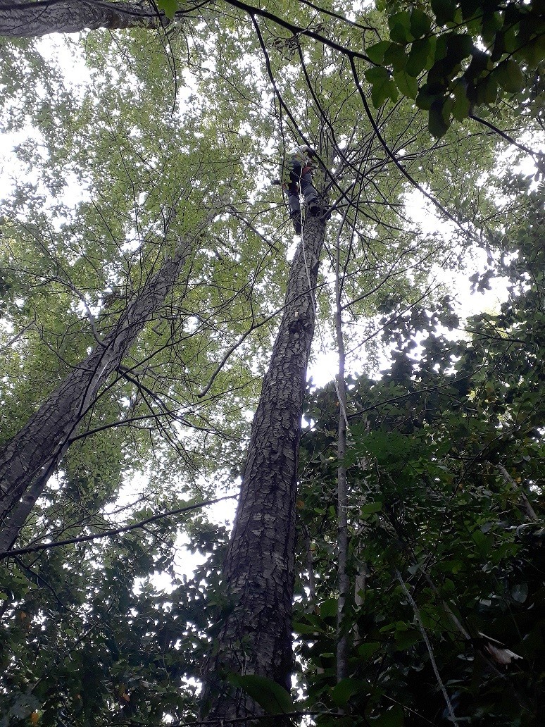 INFOR junto a Universidades realizan capacitación sobre sistemas silviculturales ecológicos para plantaciones de coihue y raulí