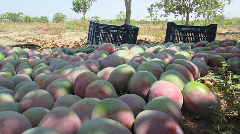 Perú: “Actualmente se aprecia que las condiciones son bastantes favorables para la floración de mango en la campaña 2024/2025”